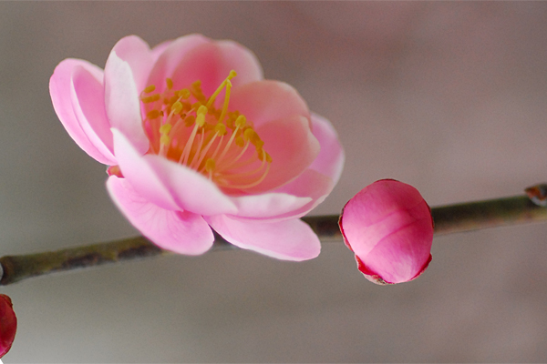 上海植物园初春赏梅
