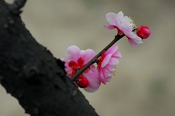 上海植物园初春赏梅