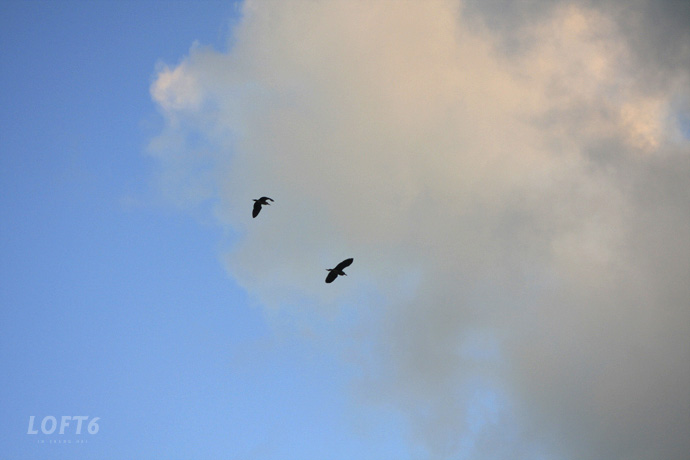 天空中飞翔的是海鸥